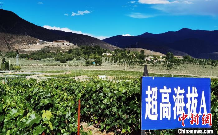 圖為桑日縣種植的葡萄?！∩侥仙Ｈ湛h委宣傳部提供