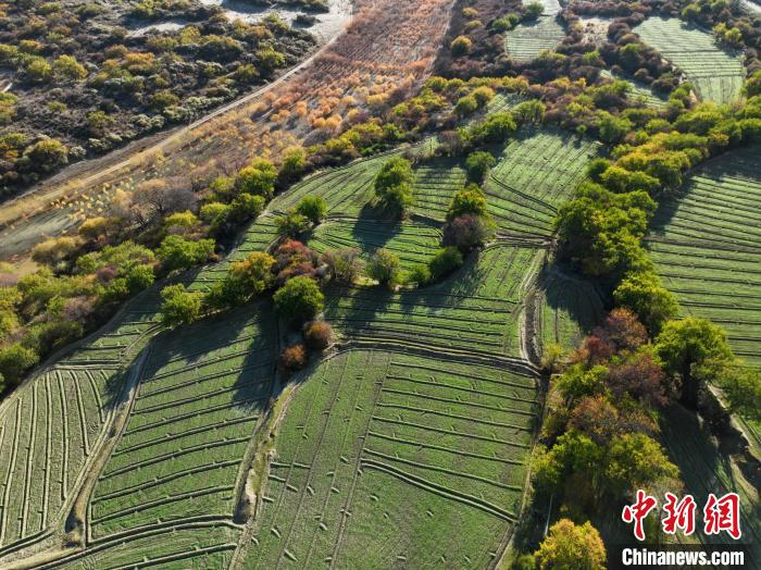 圖為11月8日，雅魯藏布江畔的高原梯田?！《拘?攝