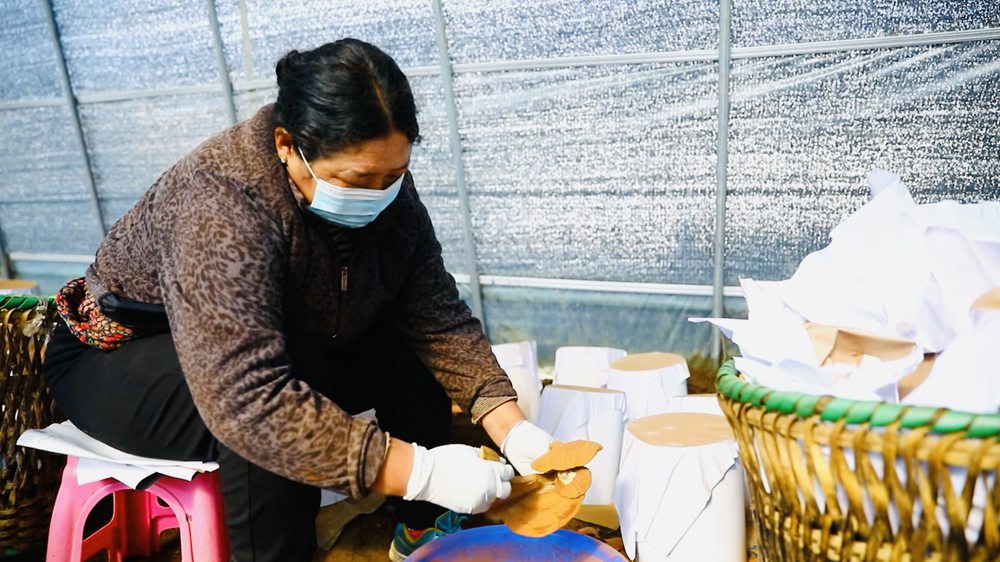 采收靈芝孢子粉。