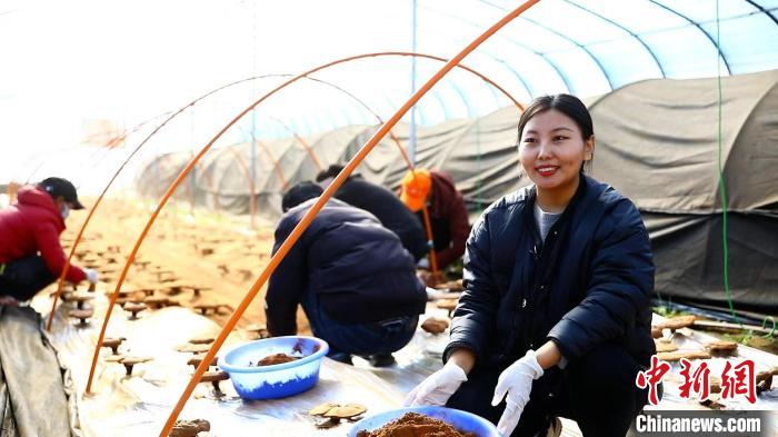 圖為農(nóng)民采收靈芝孢子粉?！∴嚢?攝