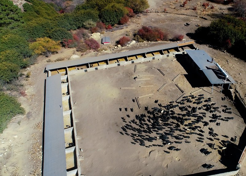 麥村藏香豬養(yǎng)殖基地。