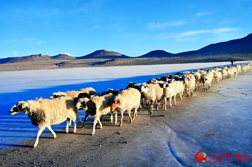 羊群排著隊(duì)穿過普莫雍錯(cuò)。 人民網(wǎng) 李海霞攝