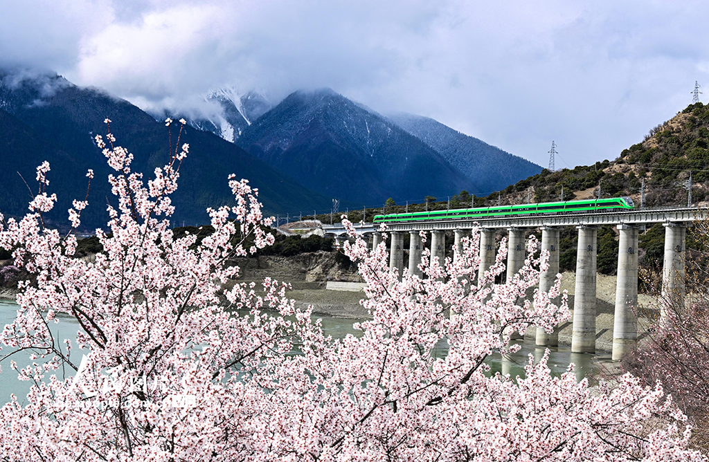 西藏林芝：雪域高原列車穿越花?！?】