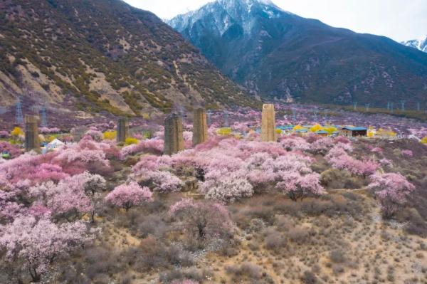 人間桃花源！林芝桃花有多絕？