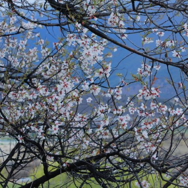 人間桃花源！林芝桃花有多絕？