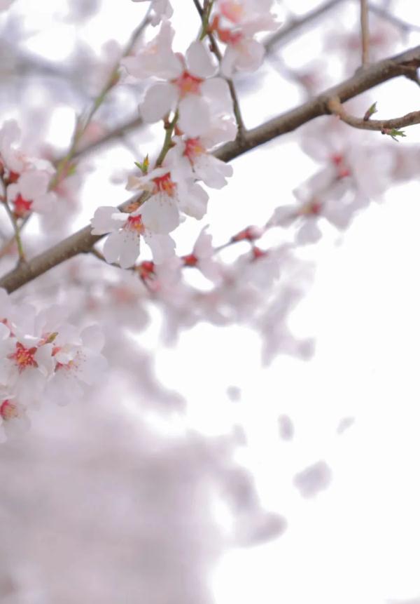 人間桃花源！林芝桃花有多絕？