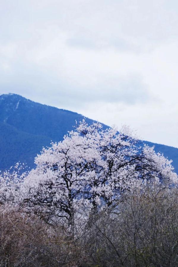 人間桃花源！林芝桃花有多絕？