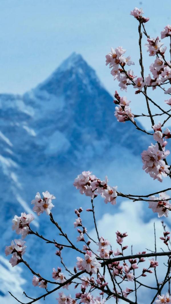 人間桃花源！林芝桃花有多絕？