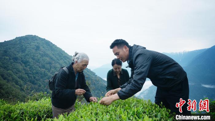 圖為銀發(fā)旅游體驗團兩位老人體驗采茶。　西藏專項旅游協(xié)會供圖