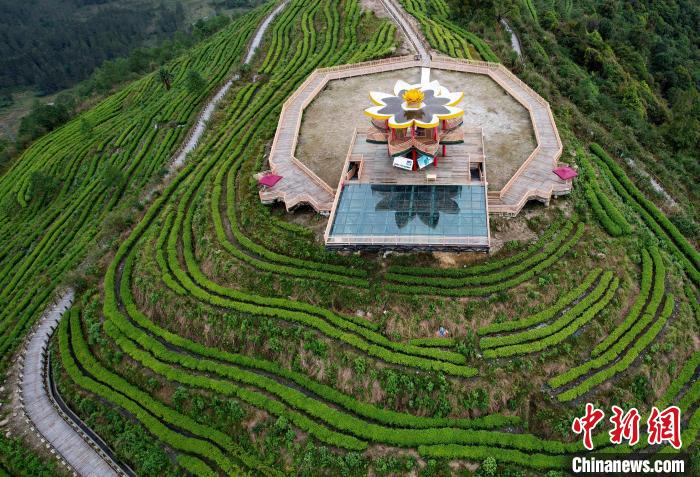 圖為西藏林芝市墨脫縣背崩鄉(xiāng)格林村山頂?shù)木坝^茶園。(無人機照片) 李林 攝