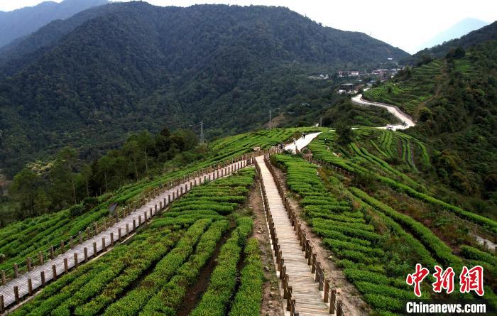 圖為西藏林芝市墨脫縣背崩鄉(xiāng)格林村山頂?shù)木坝^茶園。(無人機照片) 李林 攝
