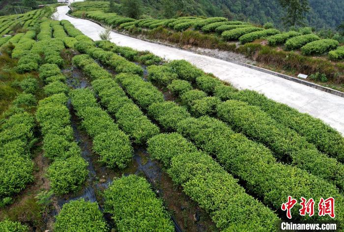 圖為西藏林芝市墨脫縣背崩鄉(xiāng)格林村山頂?shù)木坝^茶園。(無人機照片) 李林 攝