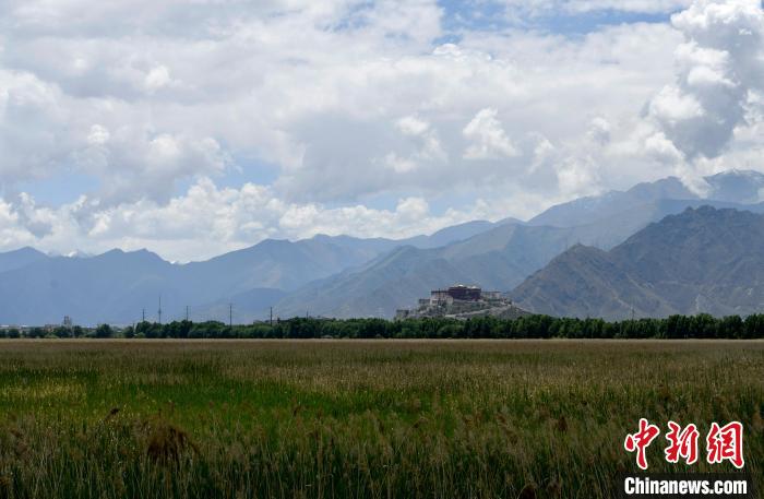 圖為6月22日，西藏拉薩拉魯濕地。　李林 攝