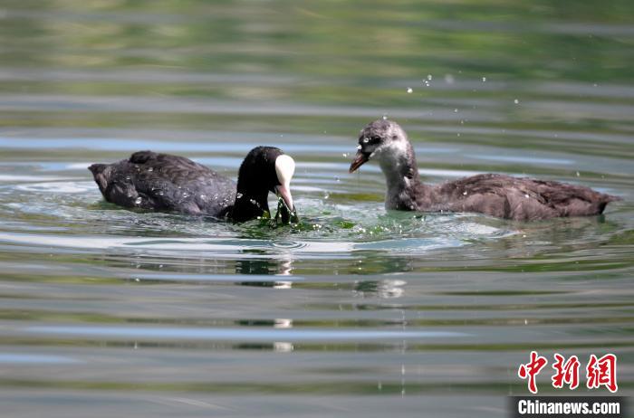 圖為6月22日，棲息在拉魯濕地內(nèi)的古頂雞?！±盍?攝