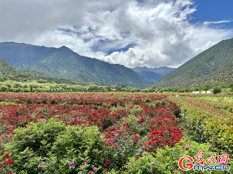 我們的家園丨【組圖】 綠水青山入畫，“金山銀山”筑起