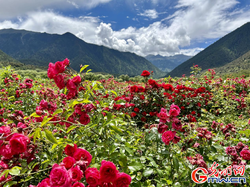 我們的家園丨【組圖】 綠水青山入畫，“金山銀山”筑起