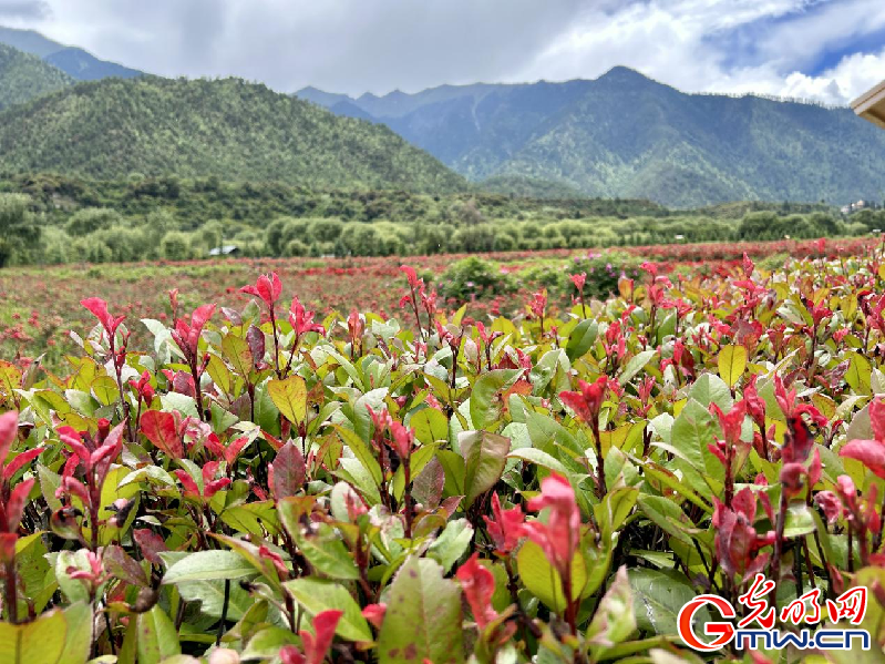 我們的家園丨【組圖】 綠水青山入畫，“金山銀山”筑起