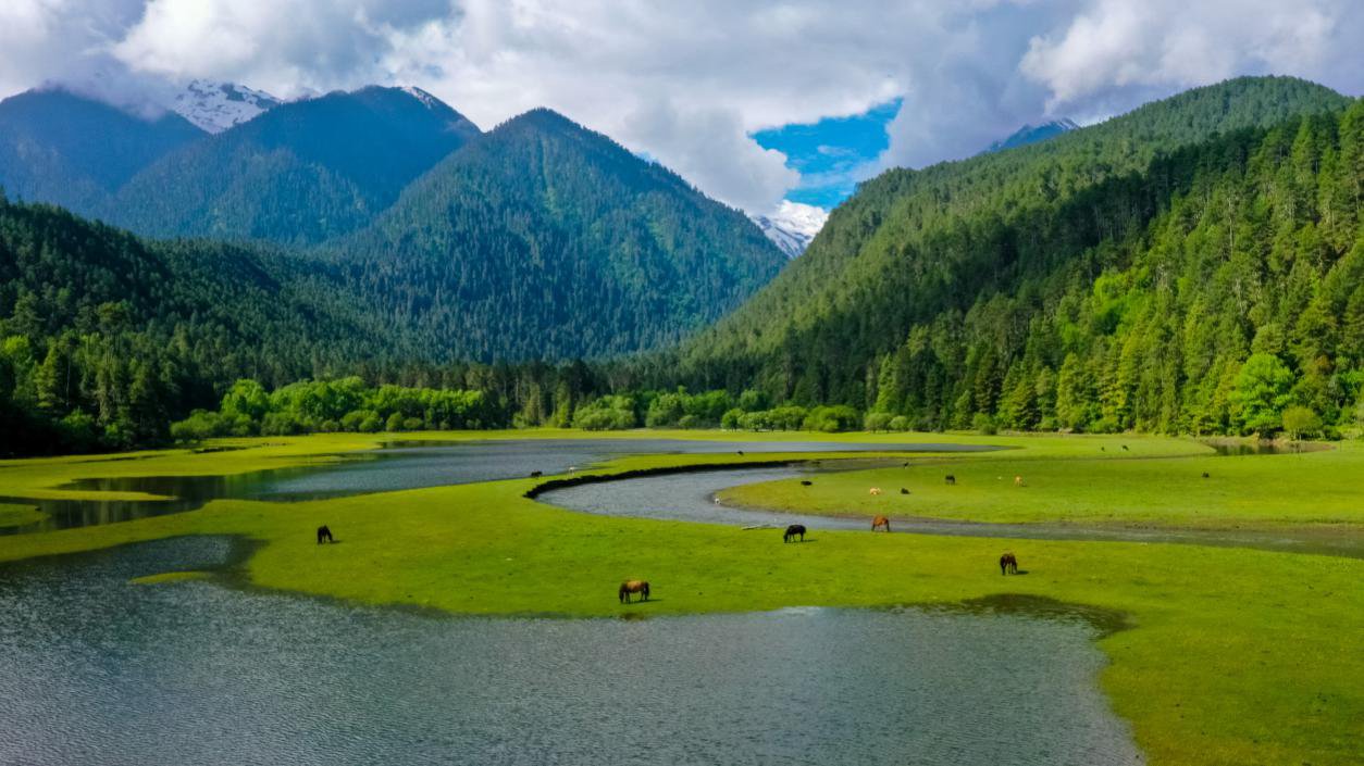 中國(guó)最美十大森林之一崗云杉林。西藏自治區(qū)旅發(fā)廳供圖