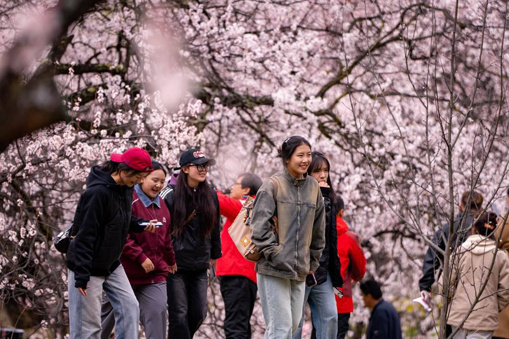 桃花盛開惹人醉，八方游客賞花來。徐馭堯攝