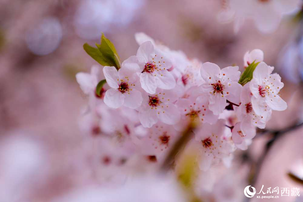 桃花盛開惹人醉。人民網(wǎng)記者 次仁羅布攝