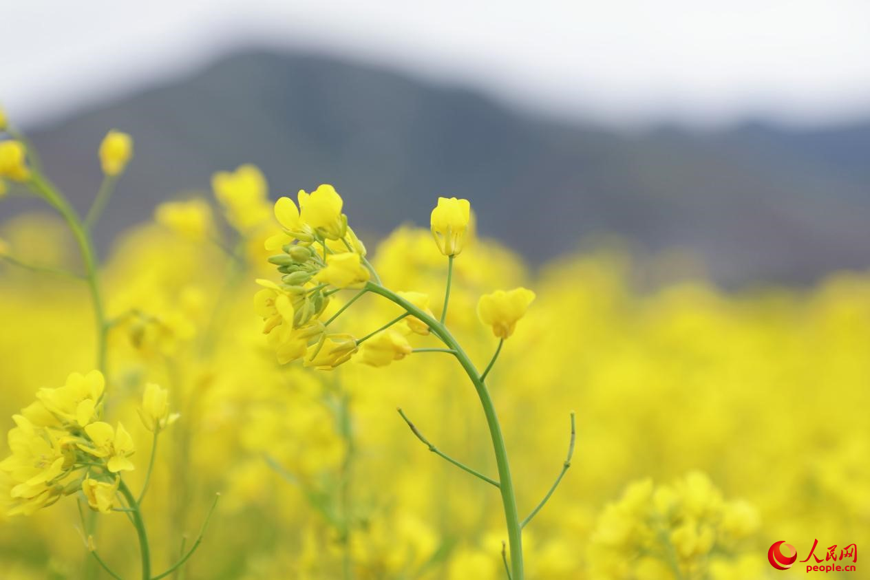 金色油菜花鋪滿大地。 人民網(wǎng) 李海霞攝