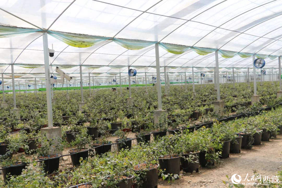 戈壁田園藍(lán)莓工業(yè)化種植基地。次仁龍布攝