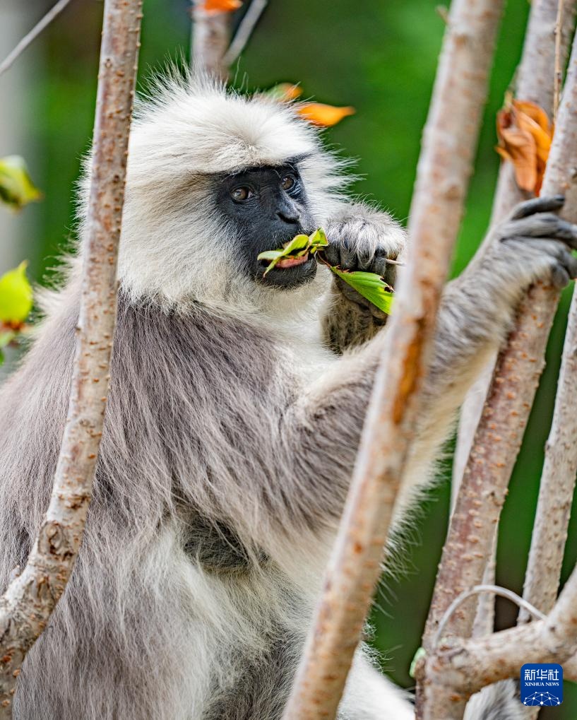 西藏亞?wèn)|：長(zhǎng)尾葉猴下山“會(huì)客”