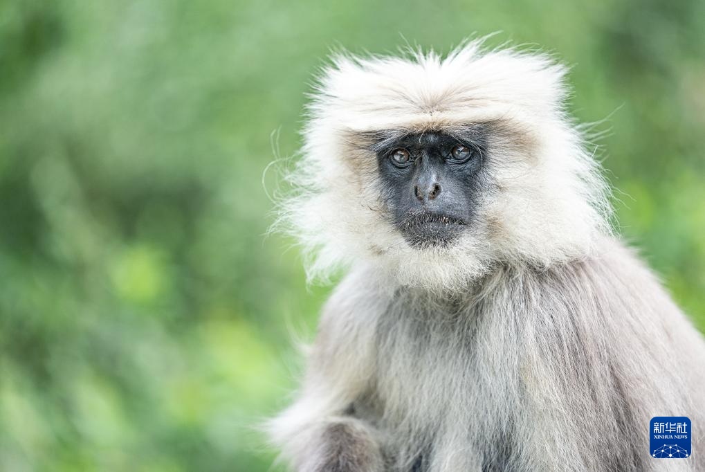 西藏亞?wèn)|：長(zhǎng)尾葉猴下山“會(huì)客”