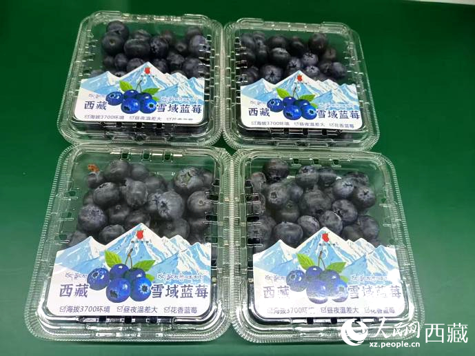 西藏雪域藍莓。羅雨欣攝