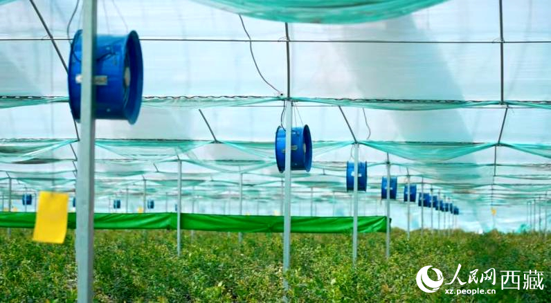 藍莓種植的智能溫室場景。羅雨欣攝