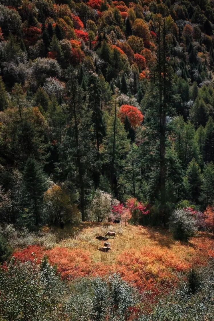 懂西藏的人，一定不會(huì)錯(cuò)過林芝的秋天