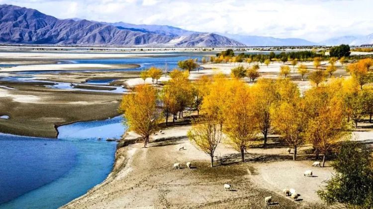 懂西藏的人，一定不會(huì)錯(cuò)過林芝的秋天