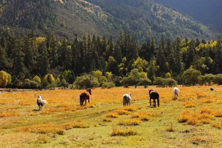 懂西藏的人，一定不會(huì)錯(cuò)過林芝的秋天