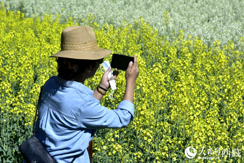 大片油菜花吸引游客到來。人民網(wǎng) 李海霞攝