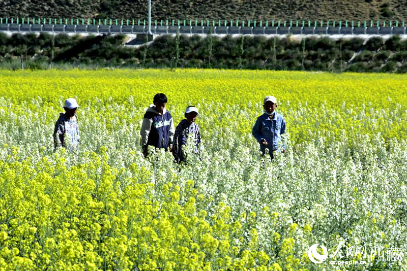 小孩在油菜花田嬉戲。人民網(wǎng) 李海霞攝